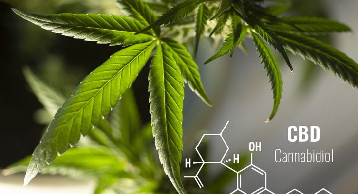 Top 6 CBD Oils For Nerve Pain In 2022 - Fashion & Tech And Marketing